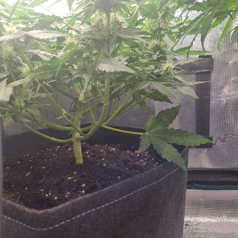 The Satino Prøject growlog timeline photo