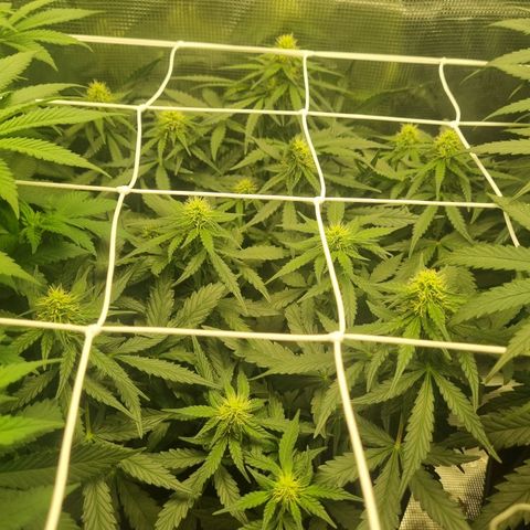 The Satino Prøject growlog timeline photo