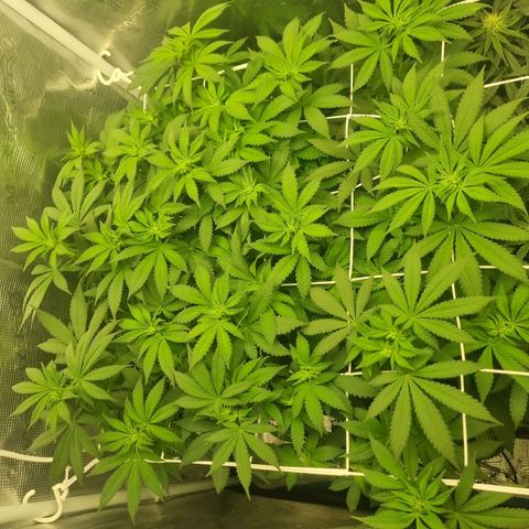 Her name's Bruciepoo growlog timeline photo