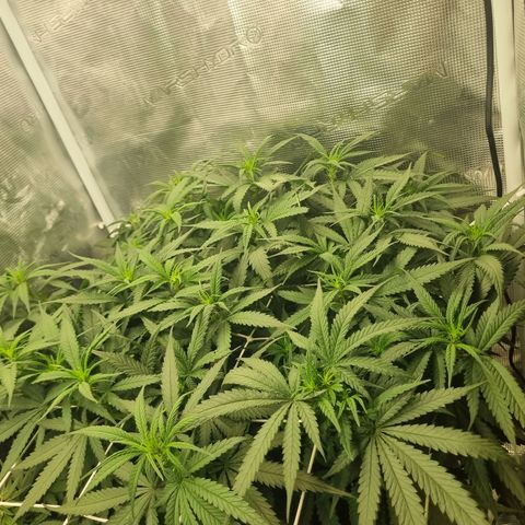 It's Brittney Biscotti Bitch growlog timeline photo