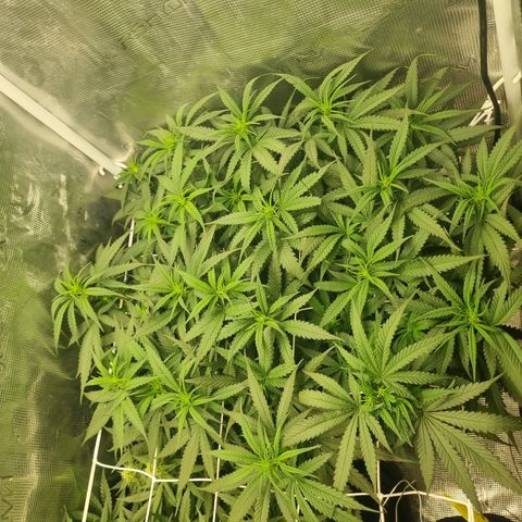 It's Brittney Biscotti Bitch growlog timeline photo