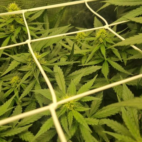 The Satino Prøject growlog timeline photo