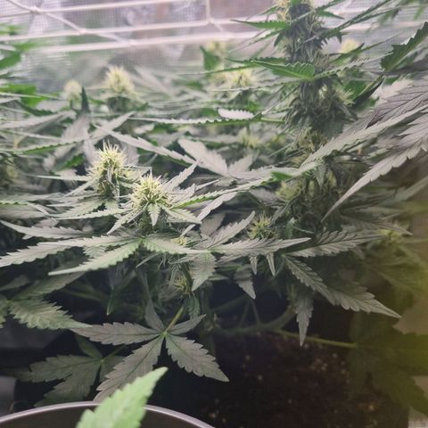 The Satino Prøject growlog timeline photo