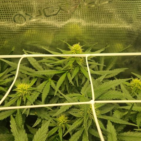 The Satino Prøject growlog timeline photo