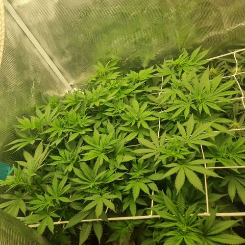 Her name's Bruciepoo growlog timeline photo