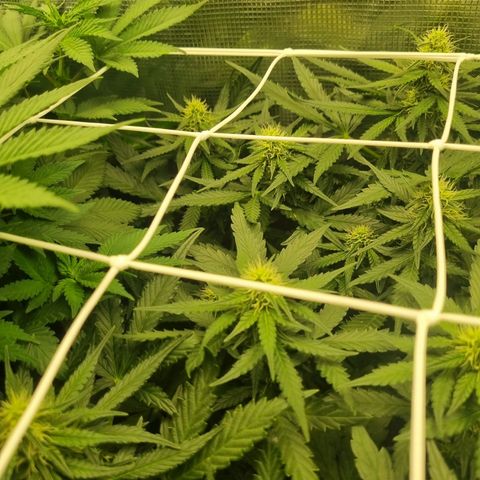 The Satino Prøject growlog timeline photo