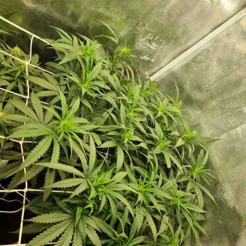 It's Brittney Biscotti Bitch growlog timeline photo