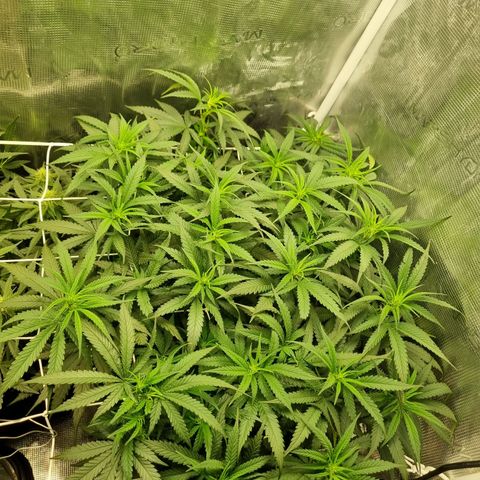 It's Brittney Biscotti Bitch growlog timeline photo