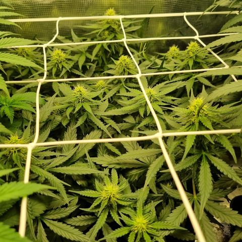 The Satino Prøject growlog timeline photo