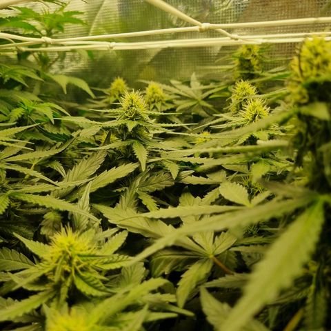 The Satino Prøject growlog timeline photo