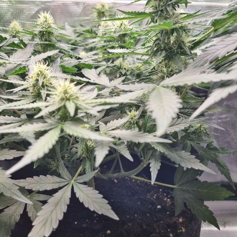 The Satino Prøject growlog timeline photo