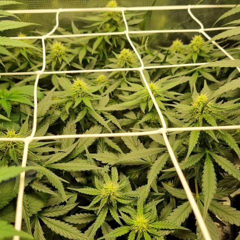 The Satino Prøject growlog timeline photo