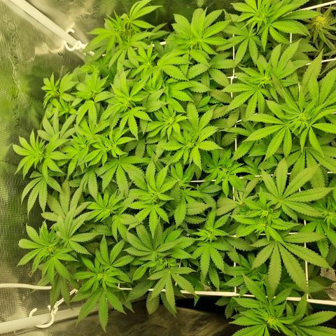 Her name's Bruciepoo growlog timeline photo