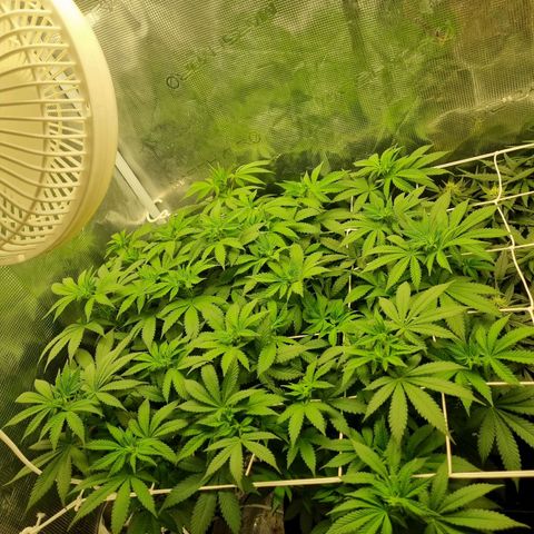 Her name's Bruciepoo growlog timeline photo