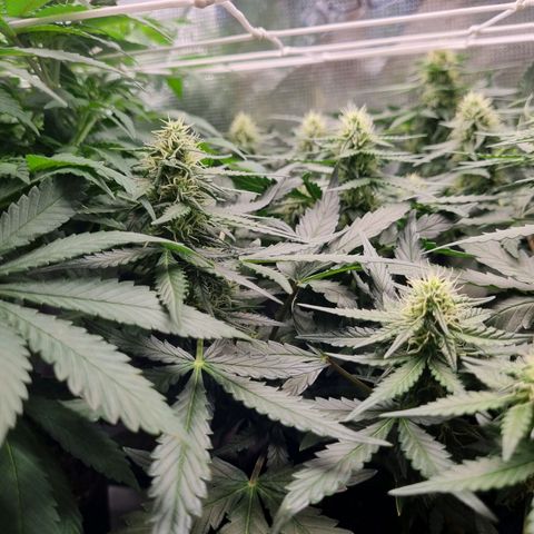 The Satino Prøject growlog timeline photo