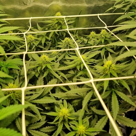 The Satino Prøject growlog timeline photo
