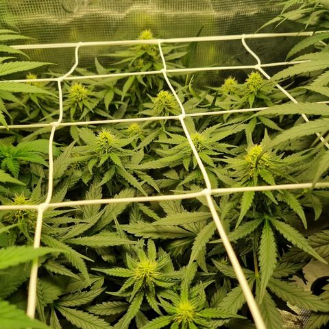 The Satino Prøject growlog timeline photo