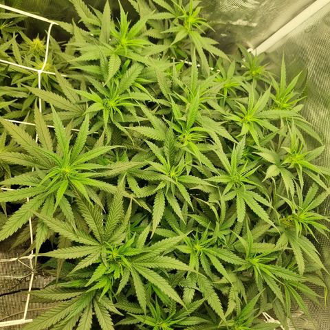 It's Brittney Biscotti Bitch growlog timeline photo