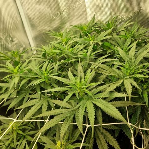 It's Brittney Biscotti Bitch growlog timeline photo