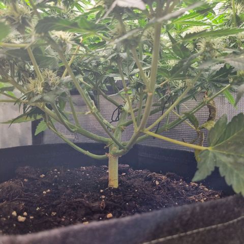 The Satino Prøject growlog timeline photo