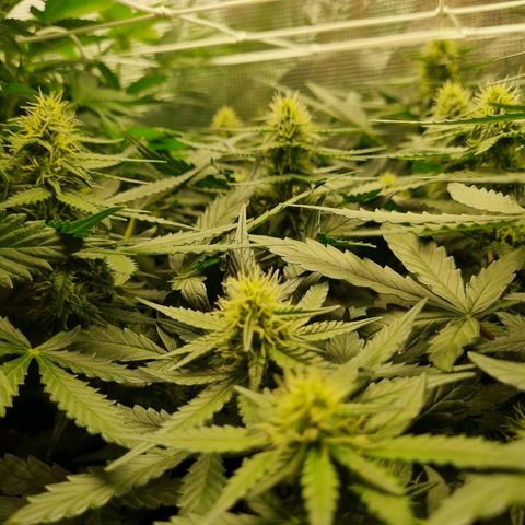 The Satino Prøject growlog timeline photo