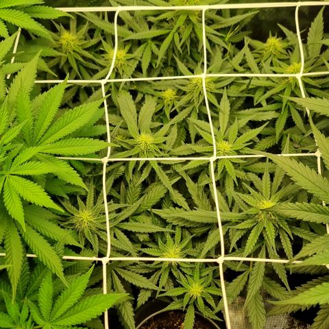 The Satino Prøject growlog timeline photo
