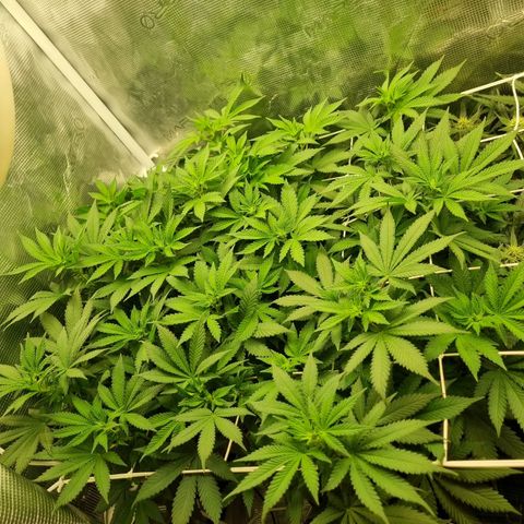 Her name's Bruciepoo growlog timeline photo