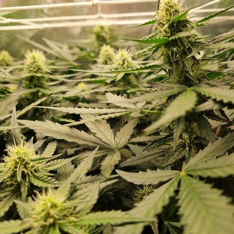 The Satino Prøject growlog timeline photo