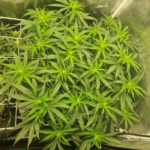 It's Brittney Biscotti Bitch growlog photo: Goal was to have 25 top-level growths, so far there's 30. Brittney AND Bruciepoo 🥹
