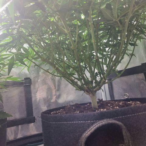 It's Brittney Biscotti Bitch growlog photo: Goal was to have 25 top-level growths, so far there's 30. Brittney AND Bruciepoo 🥹