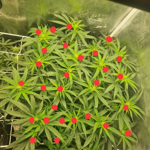 It's Brittney Biscotti Bitch growlog photo: Goal was to have 25 top-level growths, so far there's 30. Brittney AND Bruciepoo 🥹