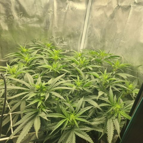 It's Brittney Biscotti Bitch growlog photo: Goal was to have 25 top-level growths, so far there's 30. Brittney AND Bruciepoo 🥹