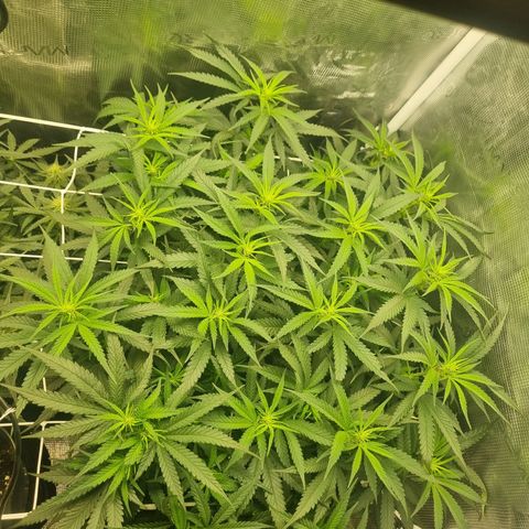 It's Brittney Biscotti Bitch growlog photo: Goal was to have 25 top-level growths, so far there's 30. Brittney AND Bruciepoo 🥹