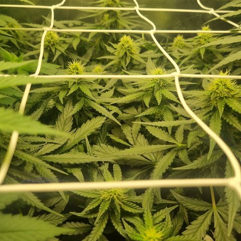 The Satino Prøject growlog timeline photo