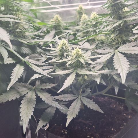The Satino Prøject growlog timeline photo