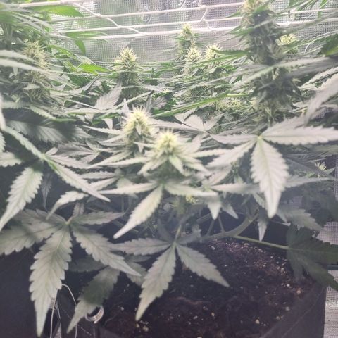 The Satino Prøject growlog timeline photo