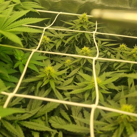 The Satino Prøject growlog timeline photo