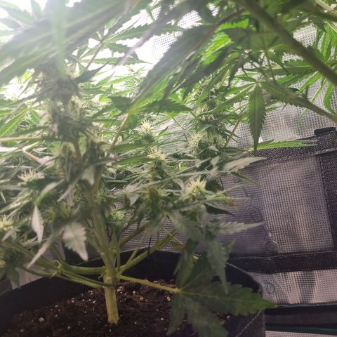 The Satino Prøject growlog timeline photo
