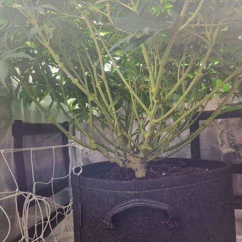 Her name's Bruciepoo growlog photo: Goal was to have 25 top-level growths, so far there's 30. Bruciepoo AND Brittney 