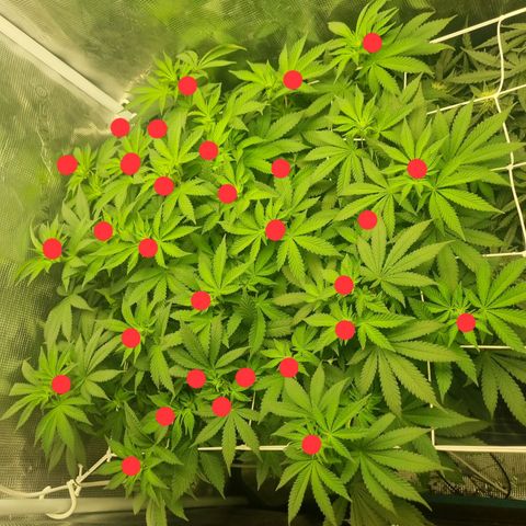 Her name's Bruciepoo growlog photo: Goal was to have 25 top-level growths, so far there's 30. Bruciepoo AND Brittney 