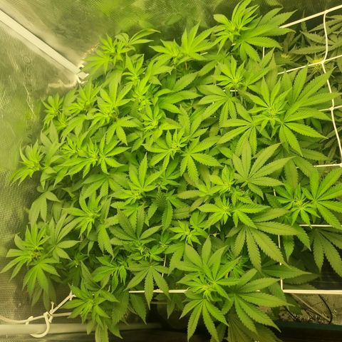 Her name's Bruciepoo growlog photo: Goal was to have 25 top-level growths, so far there's 30. Bruciepoo AND Brittney 