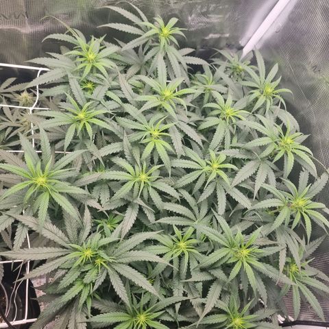 It's Brittney Biscotti Bitch growlog timeline photo