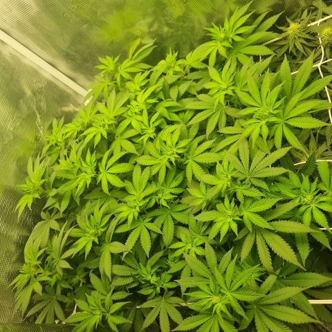 Her name's Bruciepoo growlog timeline photo