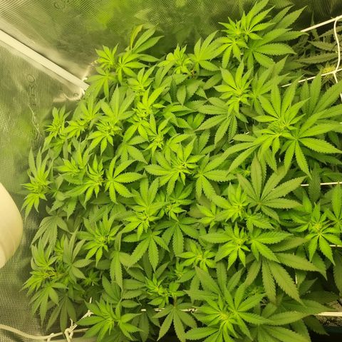 Her name's Bruciepoo growlog timeline photo