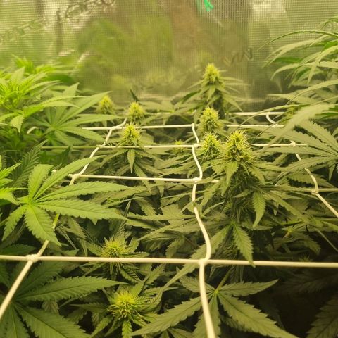The Satino Prøject growlog timeline photo