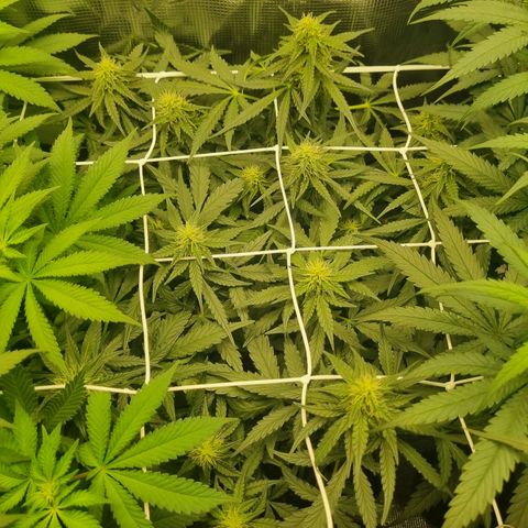 The Satino Prøject growlog timeline photo