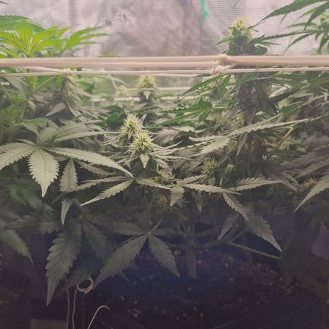 The Satino Prøject growlog timeline photo