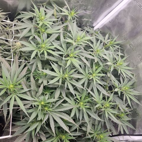 It's Brittney Biscotti Bitch growlog timeline photo