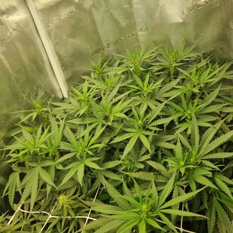 It's Brittney Biscotti Bitch growlog timeline photo