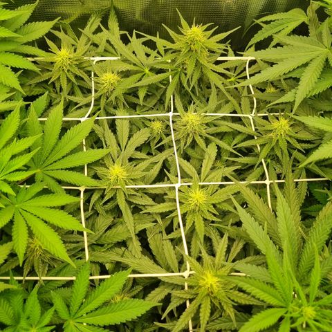 The Satino Prøject growlog timeline photo